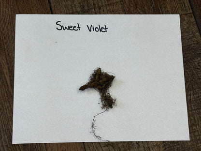 Purple Violet Plant roots
