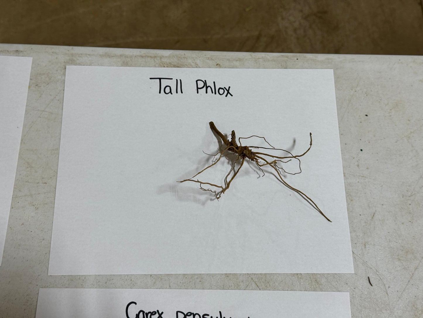 Tall Phlox Plant root