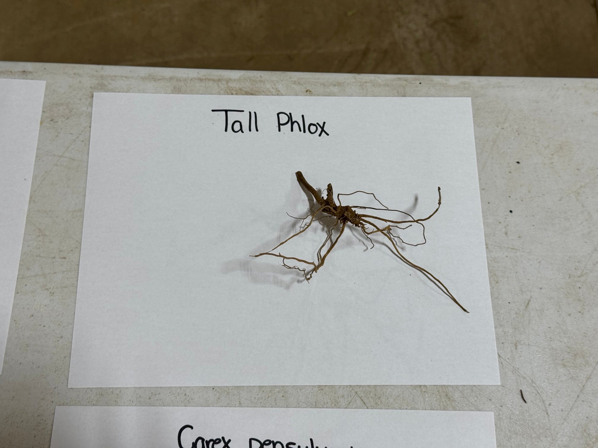 Tall Phlox Plant root