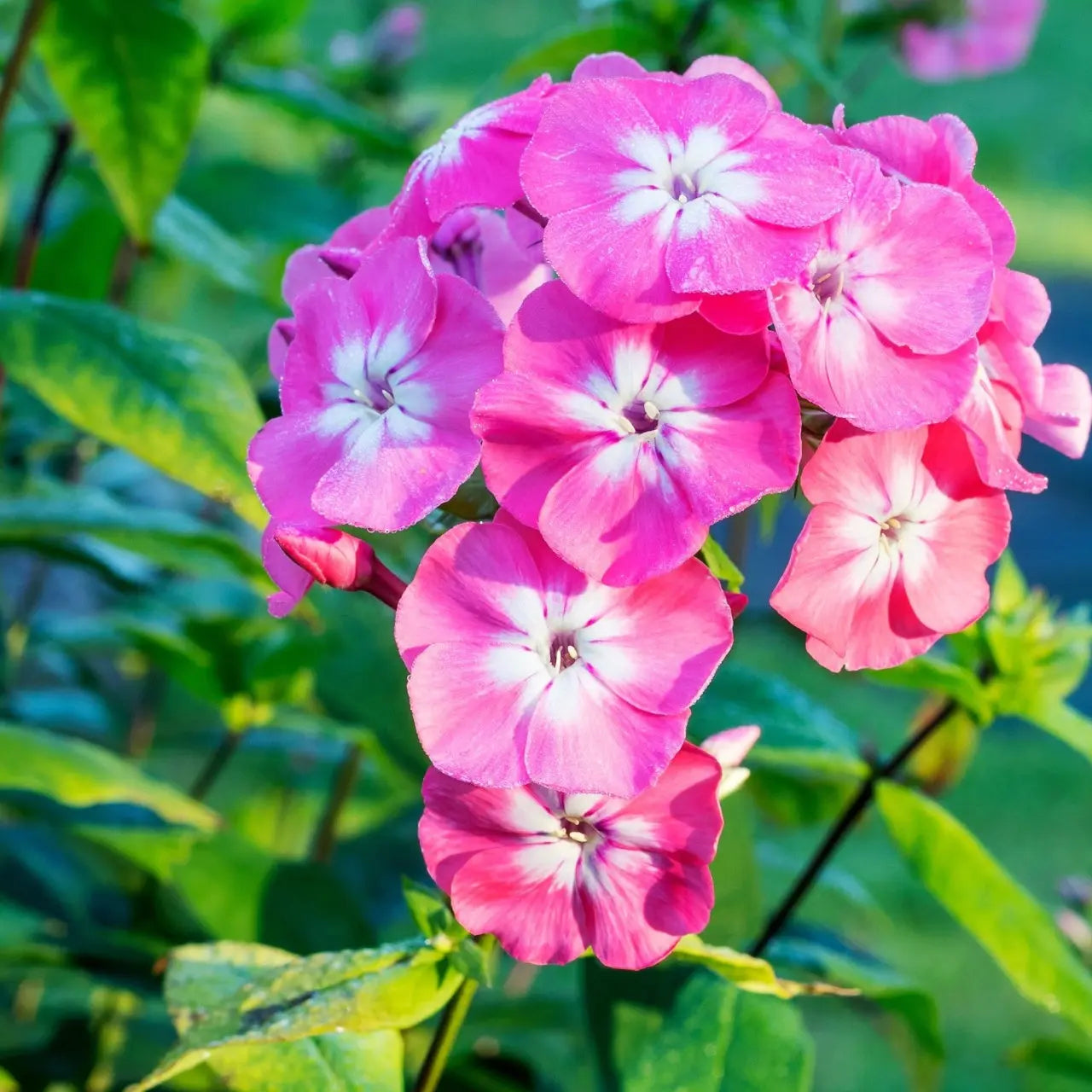 Buy Tall Phlox Online at TN Nursery 