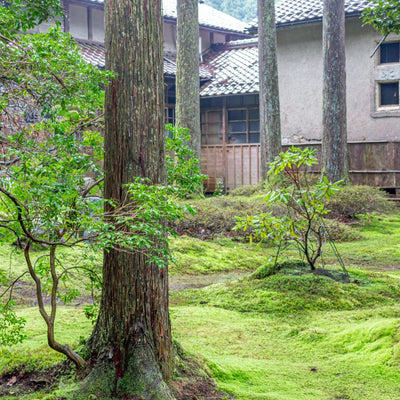 Buy Thidium Moss online at TN Nursery 