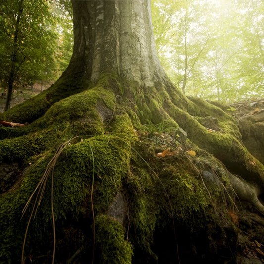 Buy Tree Moss Online at TN Nursery 