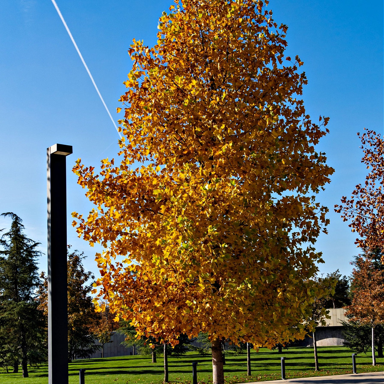 Tulip Poplar Trees for sale  Online