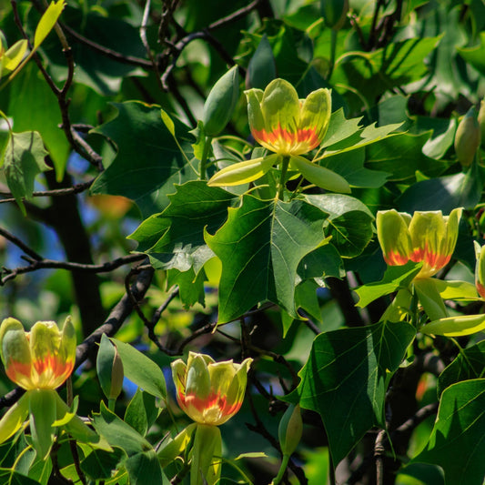 Buy Tulip Poplar Tree Online