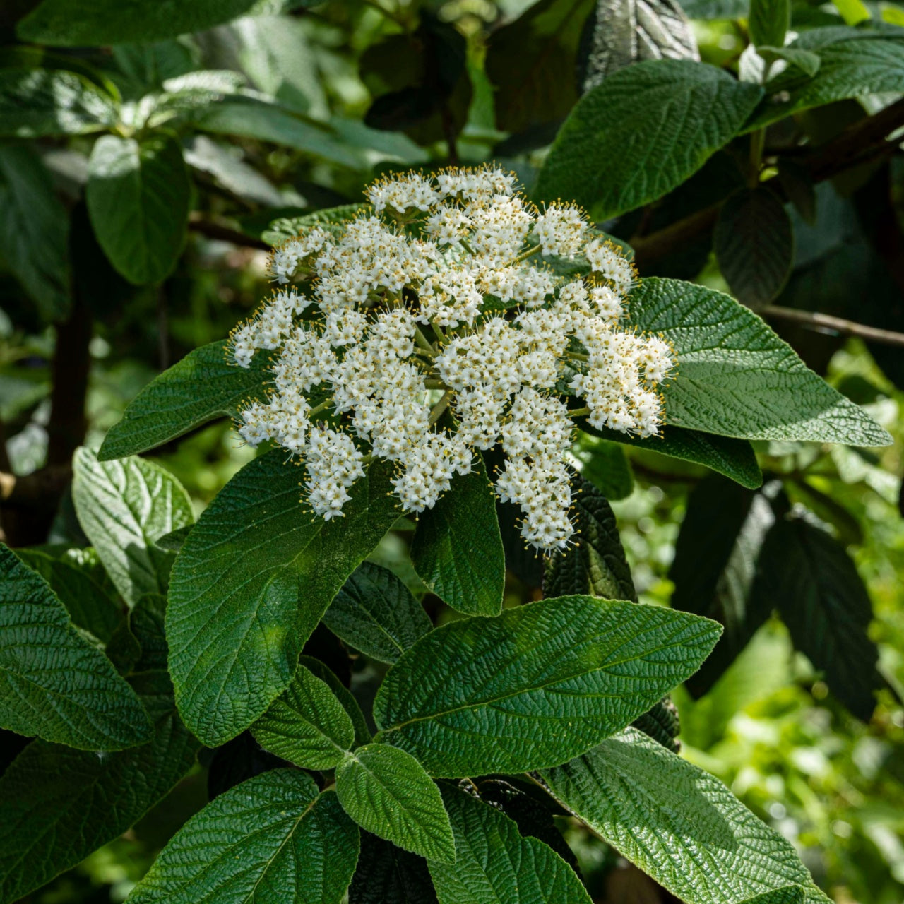 Buy Wholesale Viburnum Dentatum: Shrubs for Your Garden