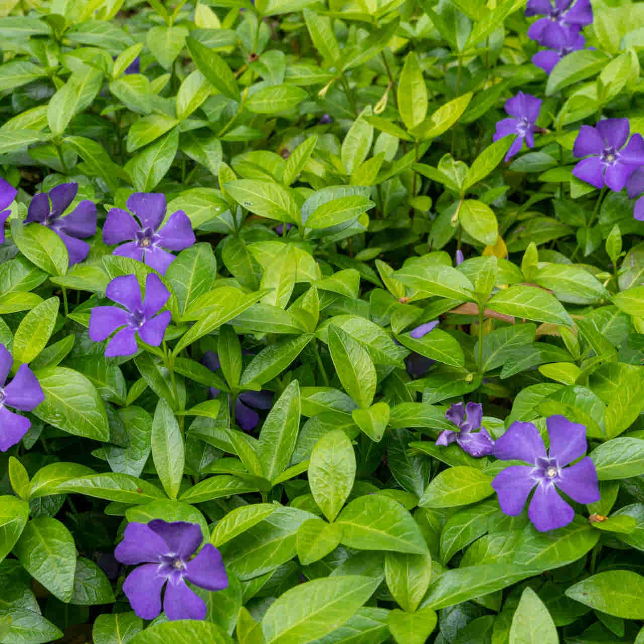 Vinca Minor Plant