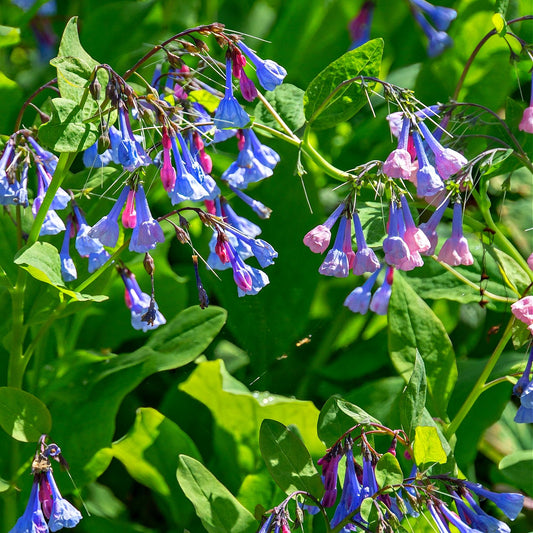 Buy Virginia Bluebells Online at TN Nursery 