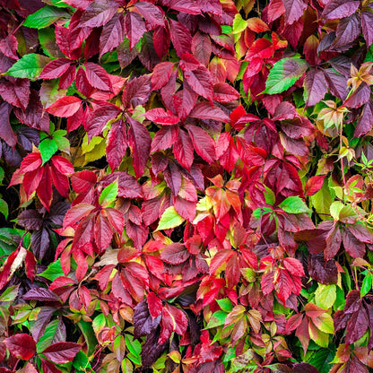 Buy Virginia Creeper Online at TN Nursery 