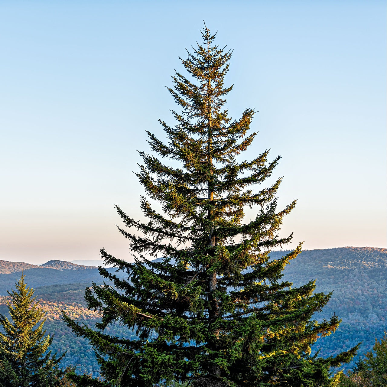 Buy Virgina Pine Trees Online at TN Nursery 