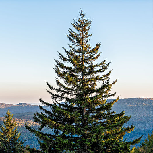 Buy Virgina Pine Trees Online at TN Nursery 