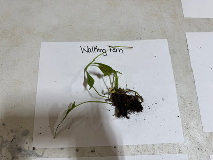 Walking Ferns