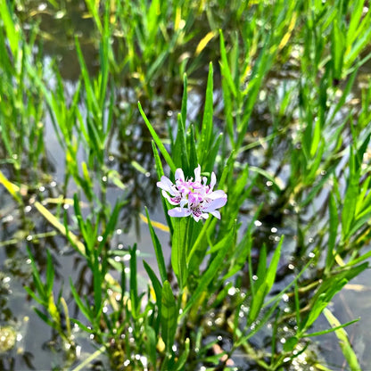 Water Willow: delicate lavender-pink flower in shallow water grasses