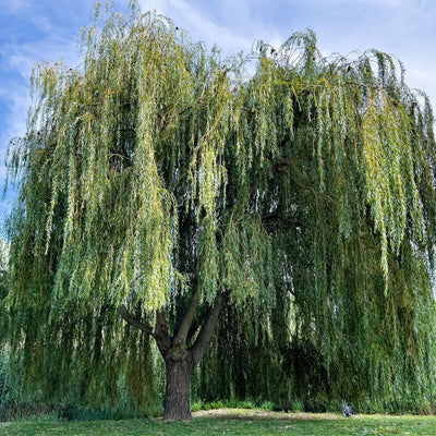 Buy Weeping Willow Tree Online at TN Nursery 