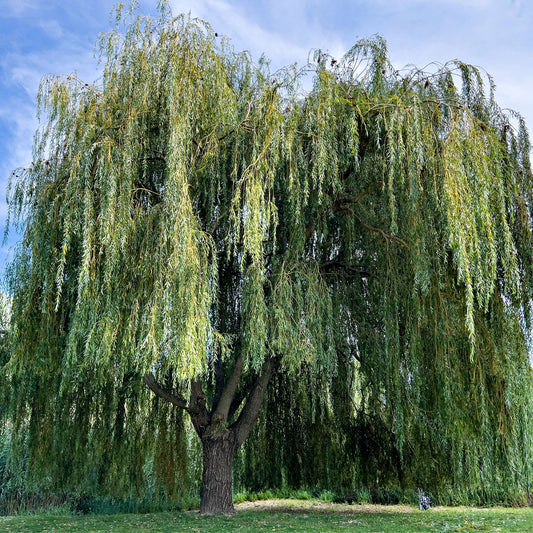 Buy Weeping Willow Tree Online at TN Nursery 