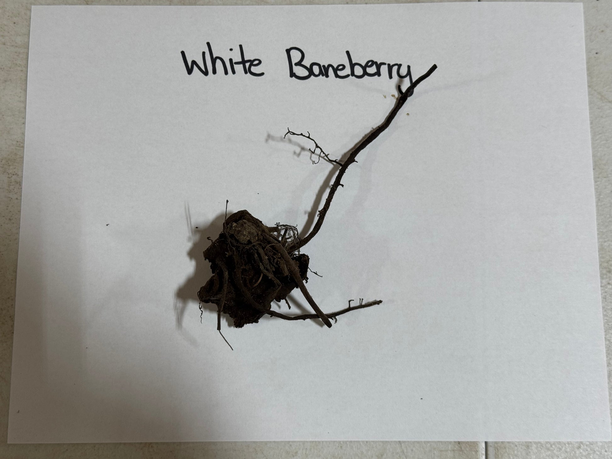 Baneberry Plant roots