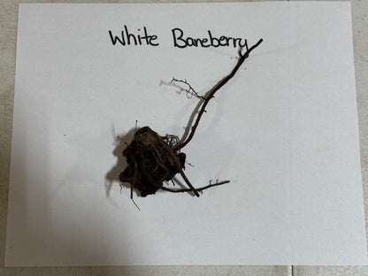 Baneberry Plant roots