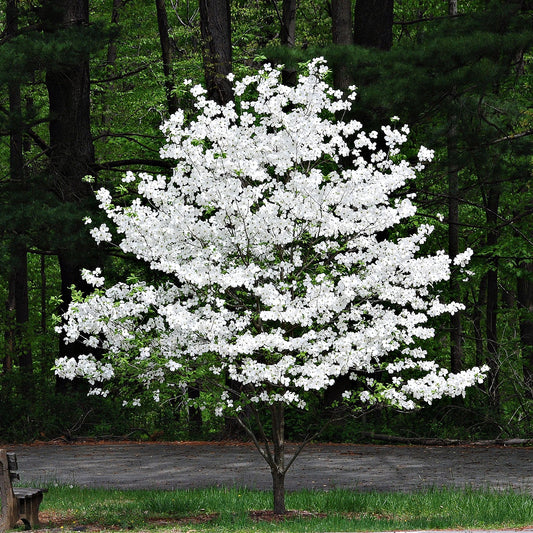Buy White Dogwood Seedlings online at TN Nursery 