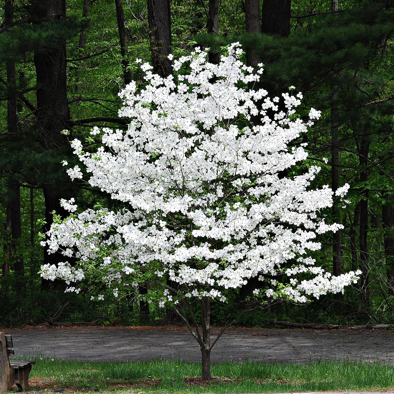 Buy White Dogwood Trees Online at TN Nursery 