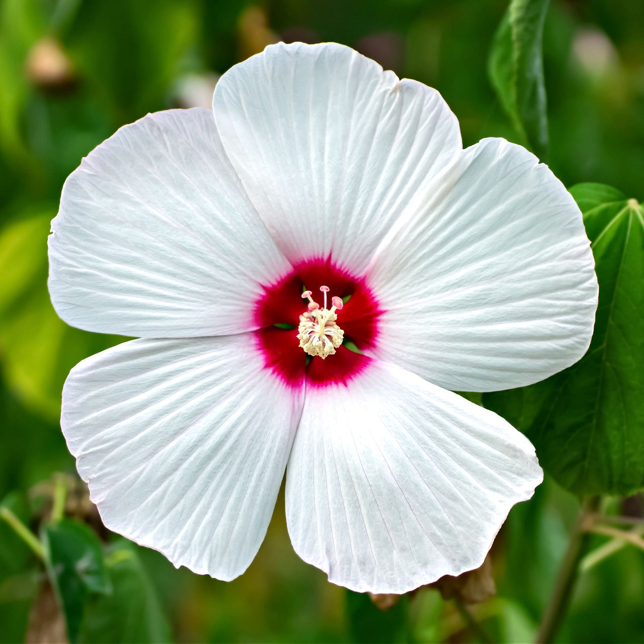 White Hibiscus Flower