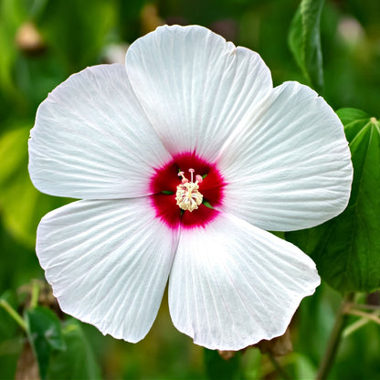 White Hibiscus Flower