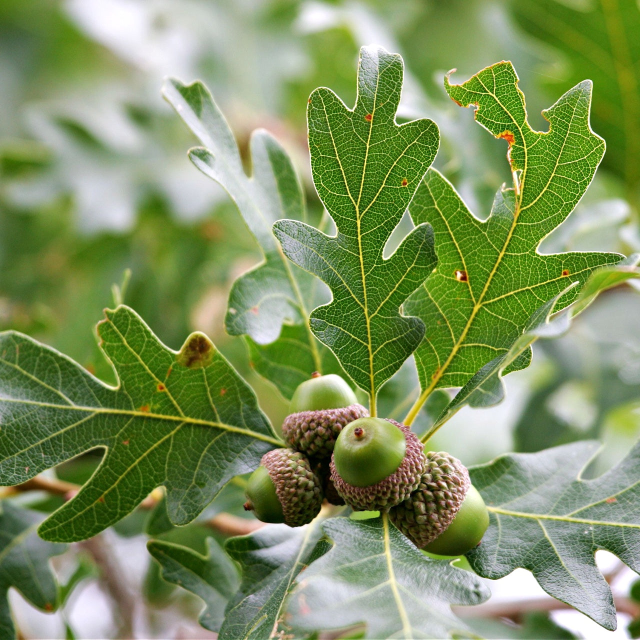 White Oak Tree