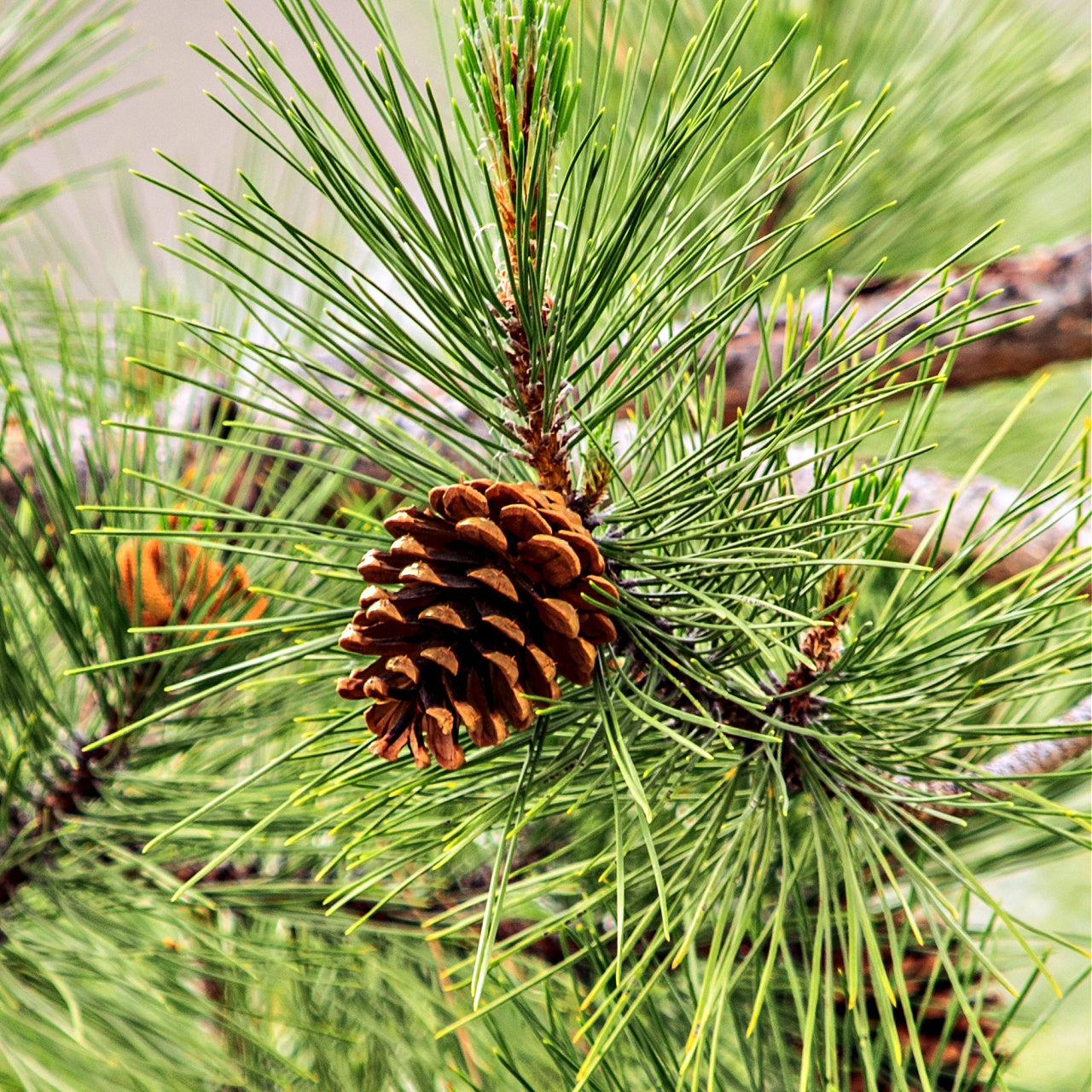 White Pine Tree