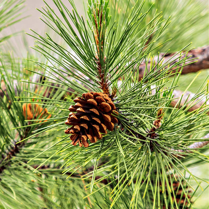 White Pine Tree