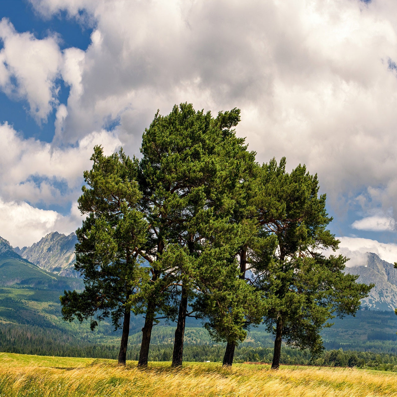 White Pine Trees