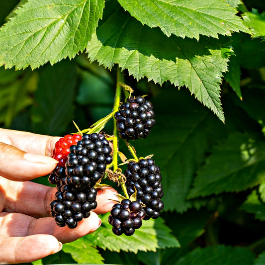 Buy Wild Blackberry Online at TN Nursery 