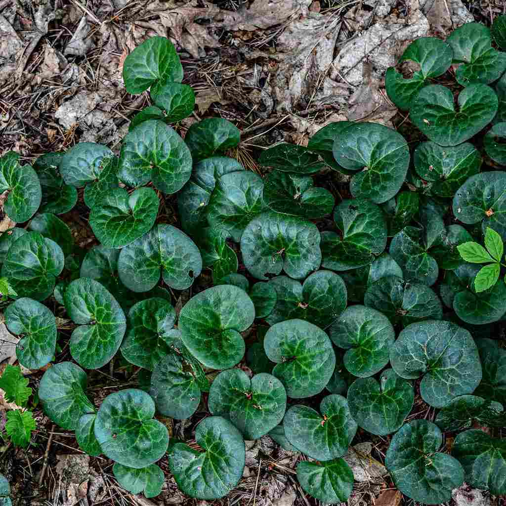 Buy Wild Ginger Online at TN Nursery 