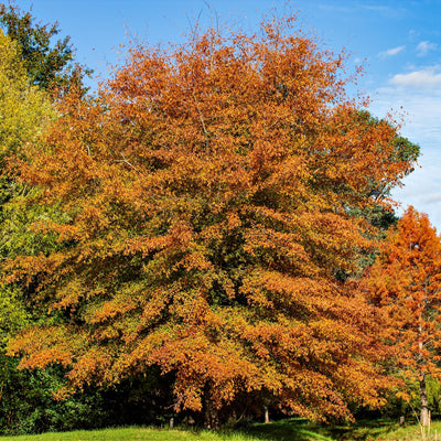 A Willow Oak tree in autumn with orange and yellow leaves, standing in a grassy area.