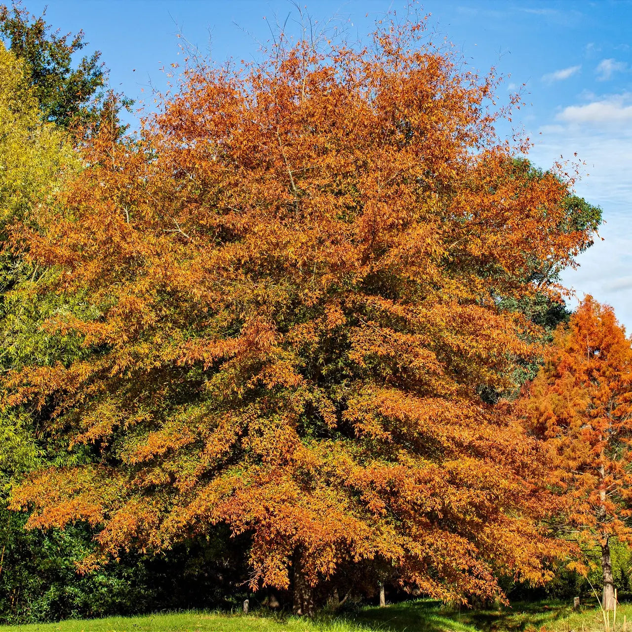 Buy Willow Oak Tree Online at TN Nursery 