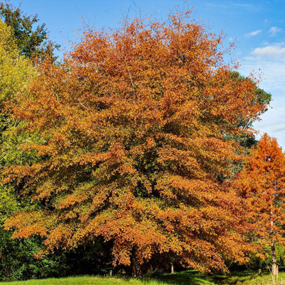 Buy Willow Oak Tree Online at TN Nursery 