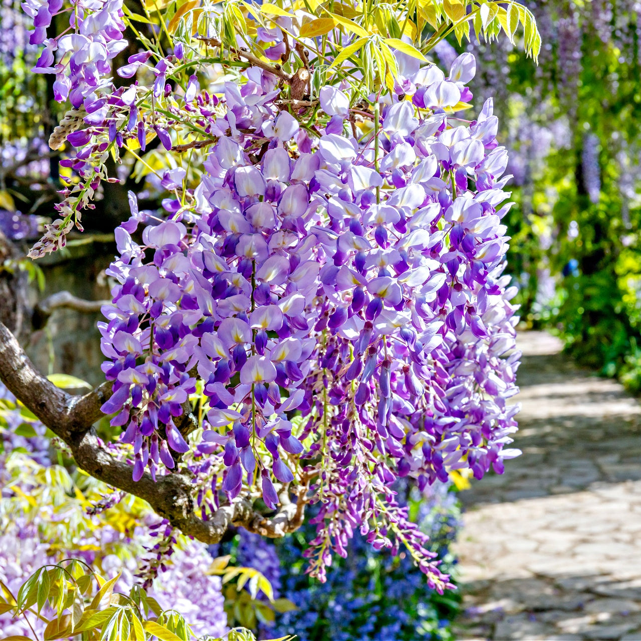 Wisteria Tree