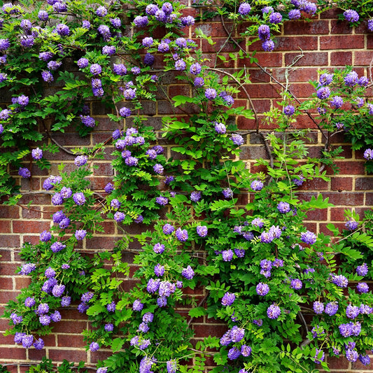 Buy Wisteria Vine Online at TN Nursery 
