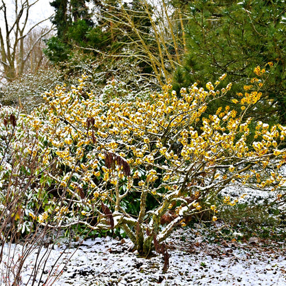 Buy Witch Hazel Seedlings Online at TN Nursery 