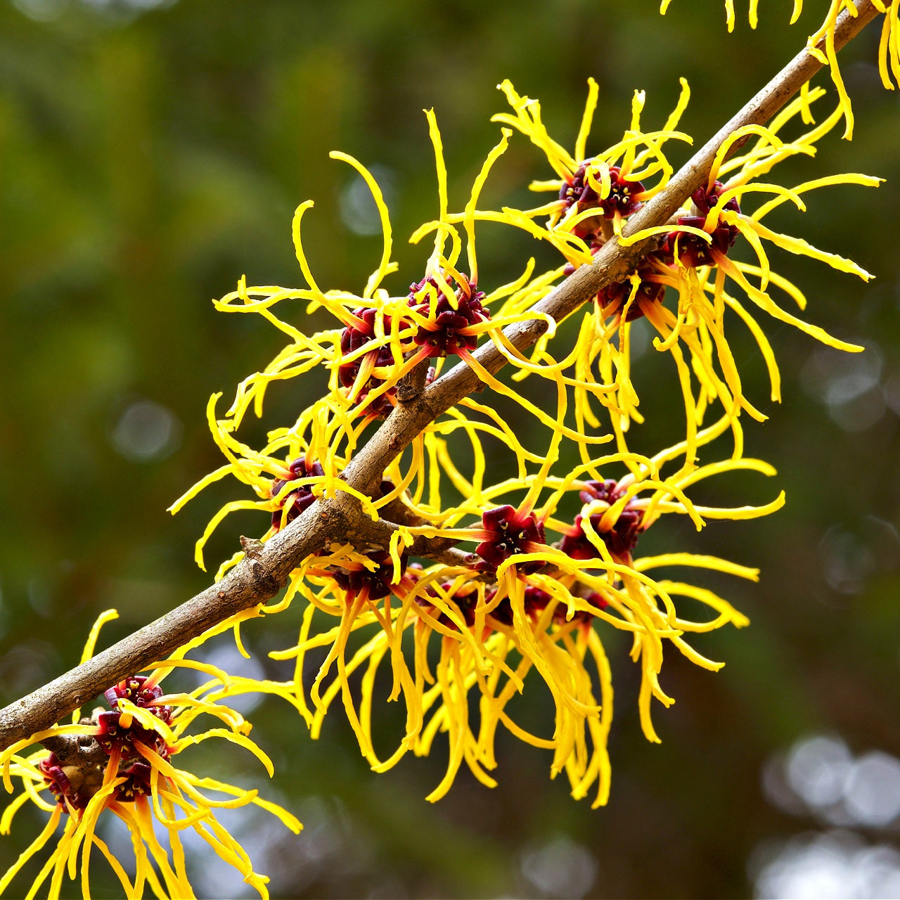 Witch Hazel for sale in wholesale