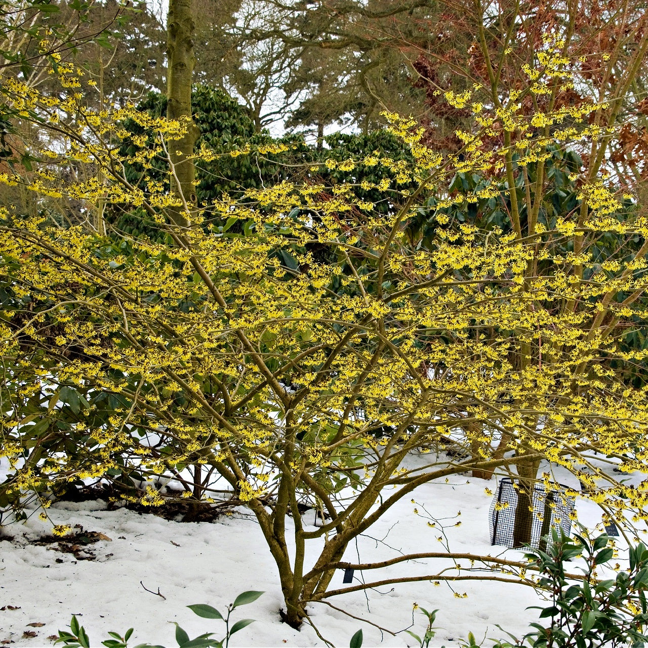 Witch Hazel for sale