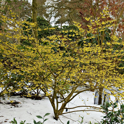 Witch Hazel for sale