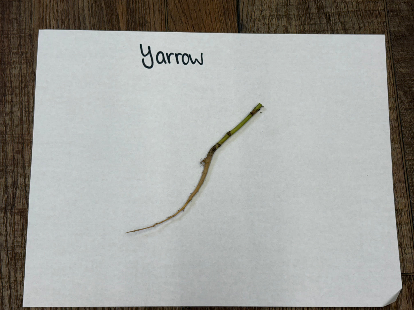 Yarrow Plant root