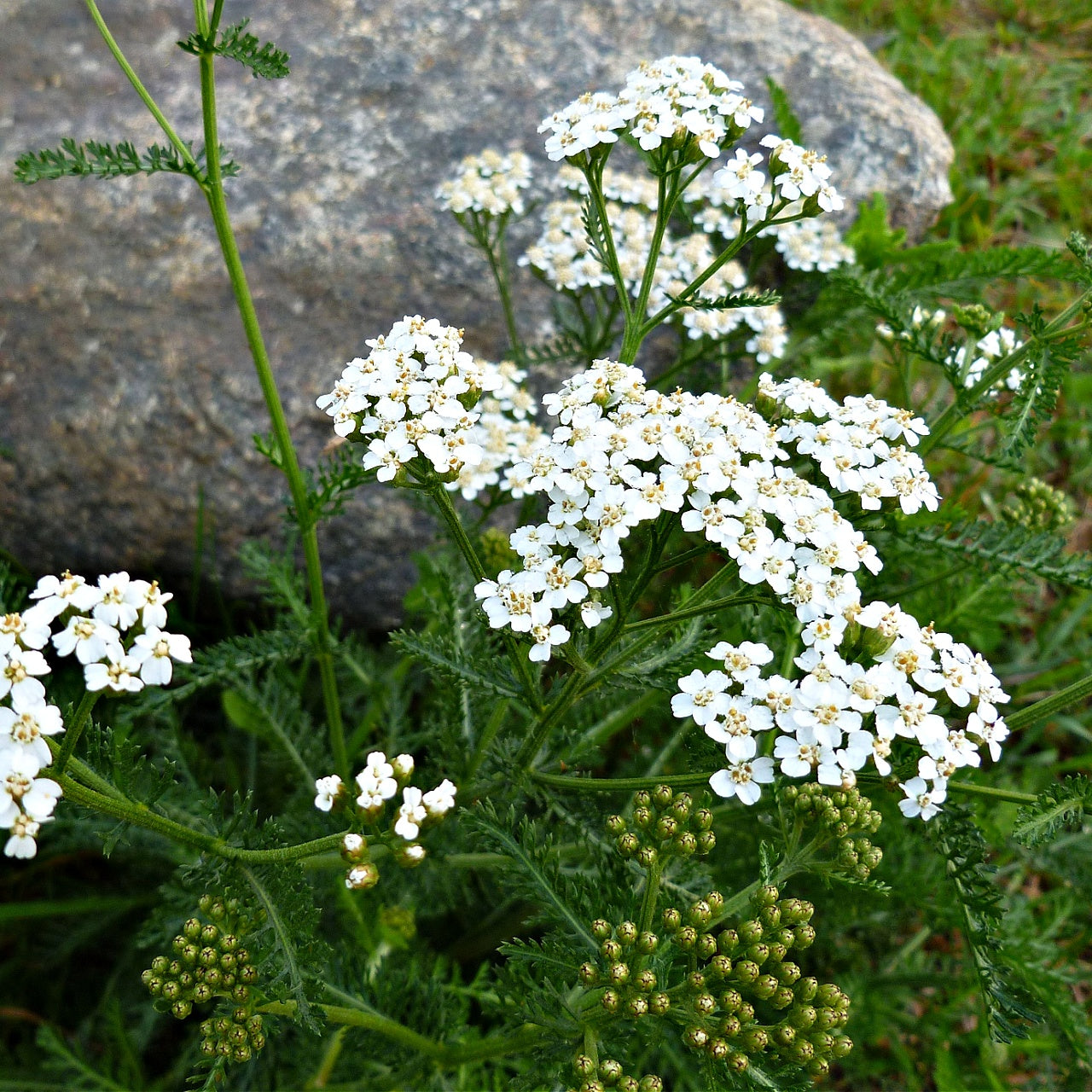 Buy Yarrow Online at TN Nursery 