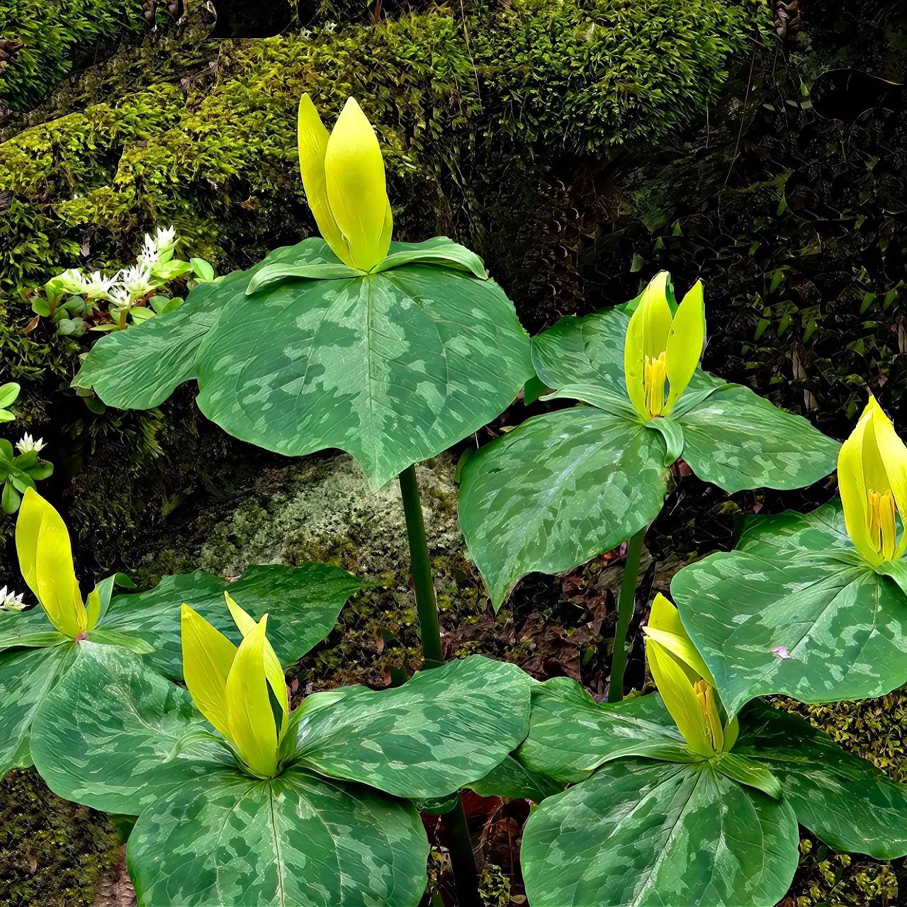Yellow trillium plant with bright yellow flowers and mottled green leaves