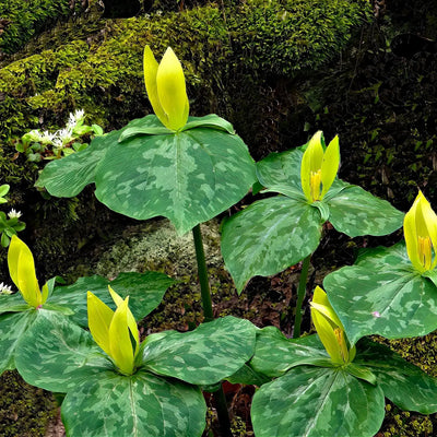 buy Yellow Trillium Plants Online at TN Nursery 