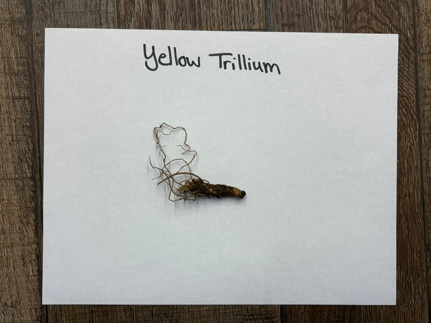 Yellow Trillium Plant roots