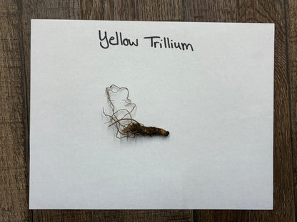 Yellow Trillium Plant roots
