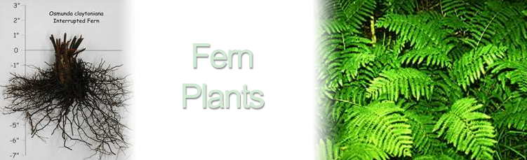 Bareroot Ferns