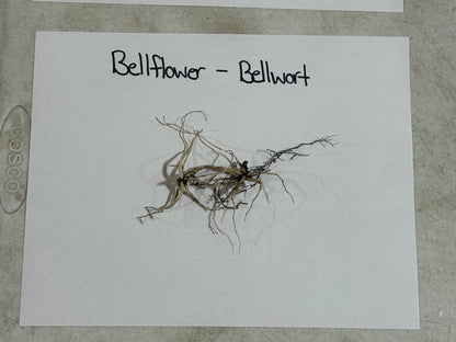 Bellflower Plant root