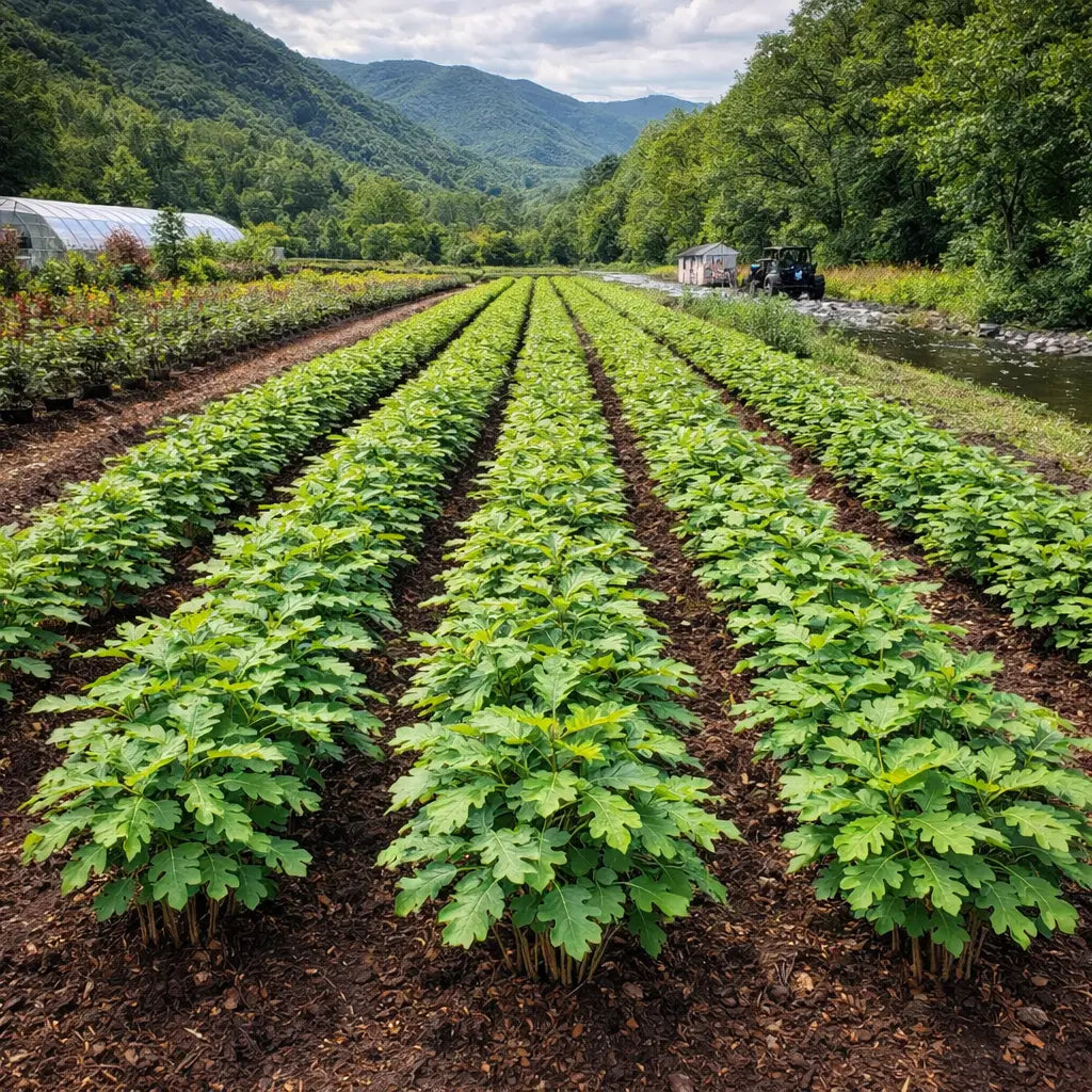 Rows of Black Oak Seedlings with vibrant green leafy plants in neat field lines