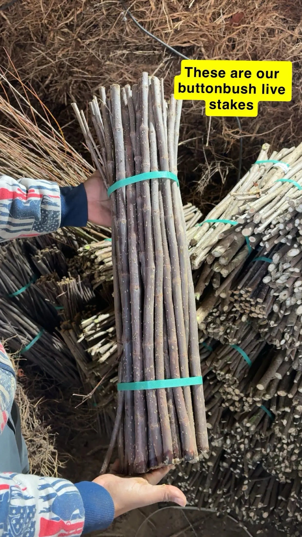 buy buttonbush live stakes online 