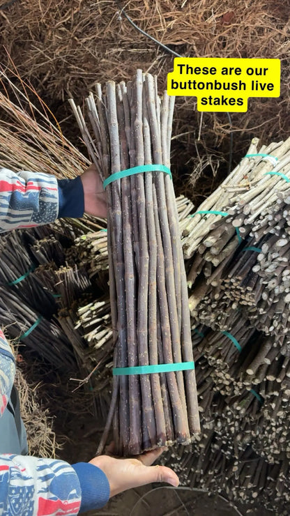 buy buttonbush live stakes online 